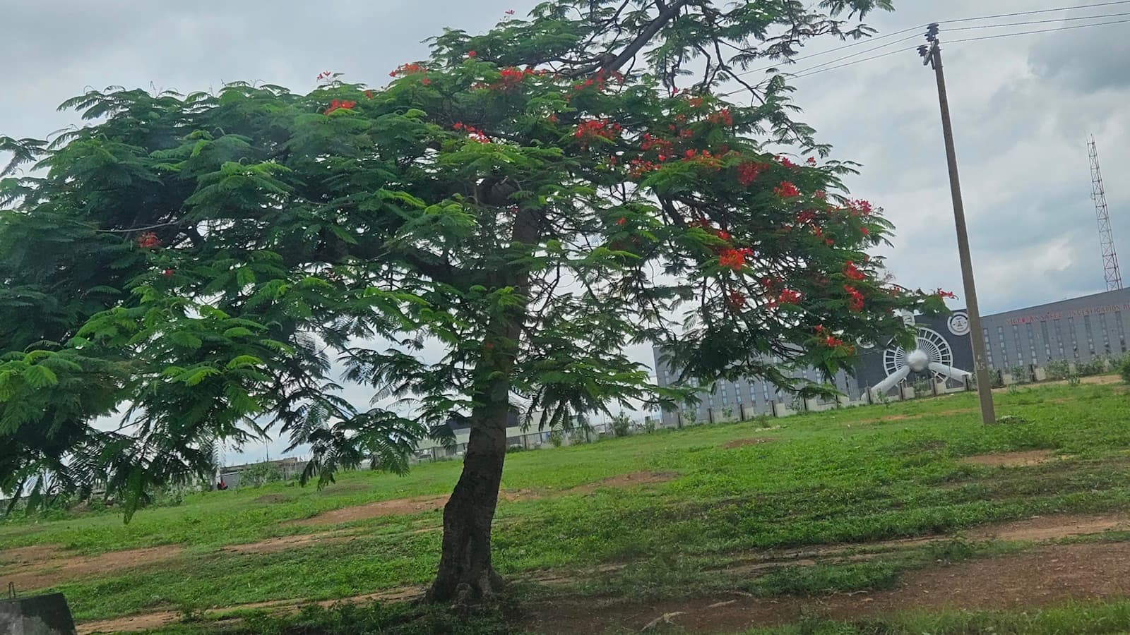 A flowering tree in a green landscape photographed by Ashiat